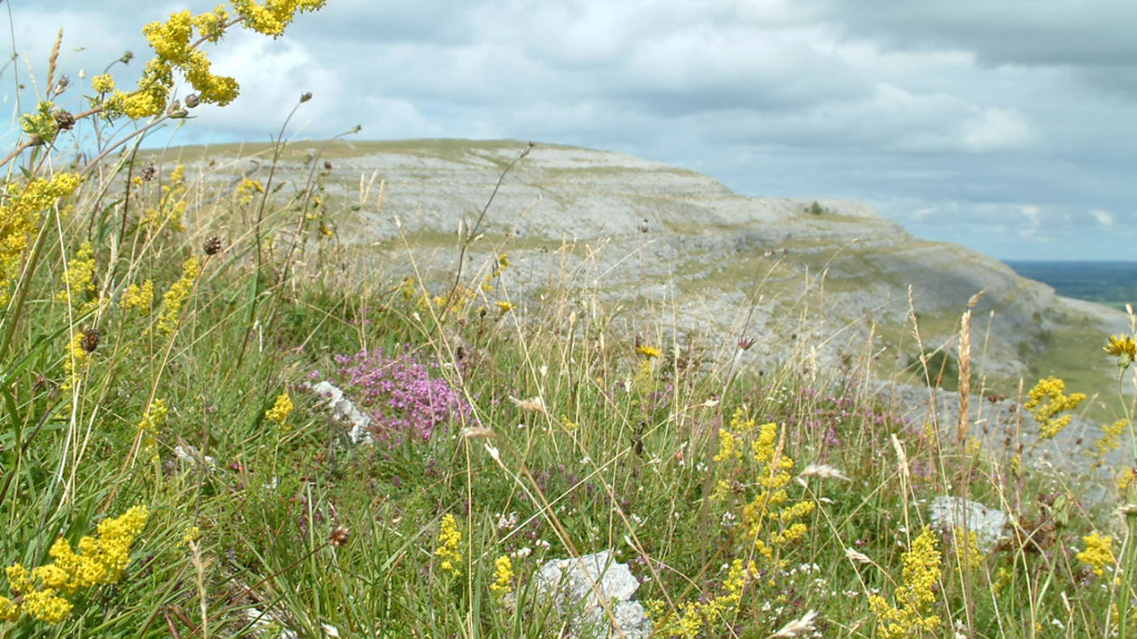 Irish organisations that support biodiversity