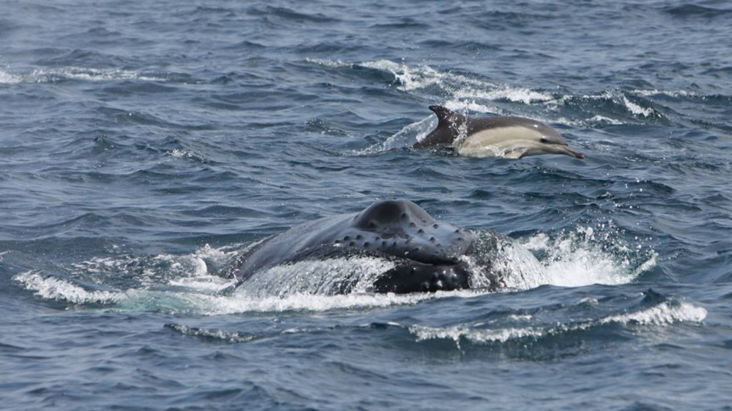 Irish organisations that support biodiversity