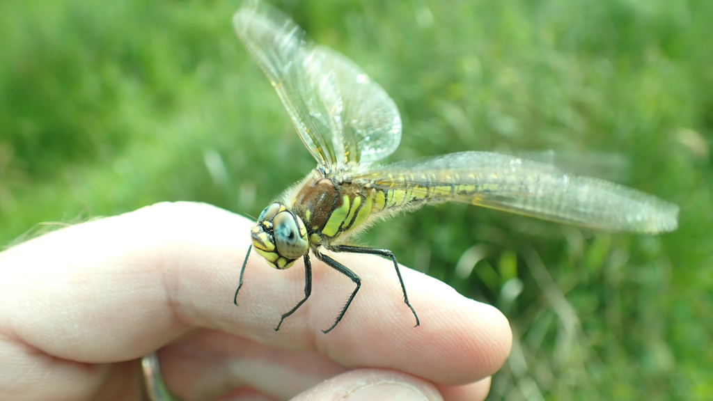 Irish organisations that support biodiversity