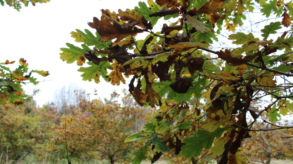 Irish organisations that support biodiversity