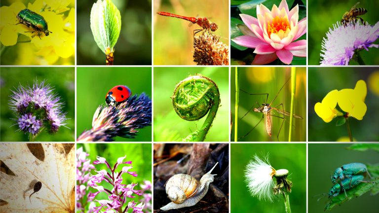 8 Ways Your Business Can Protect Our Biodiversity