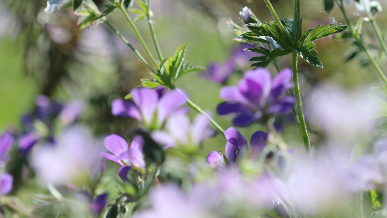 Irish organisations that support biodiversity